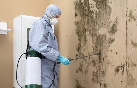 Professional Mold Removal in Sunrise Beach Village, TX